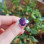 925 Silver Natural Amethyst Stone Ring
