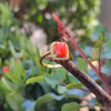925 Silver Natural Red Coral Ring - Zircon Around