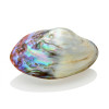 Mother of pearl - الصدف